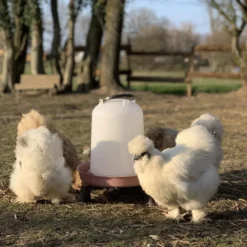 Abreuvoir poule en plastique recyclé Eco 8L avec pieds