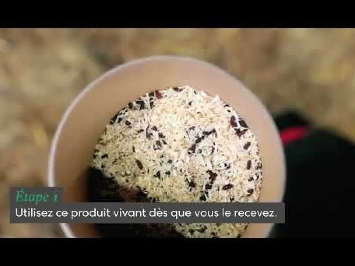 Anti mouche biologique Biowasp S - Bestico