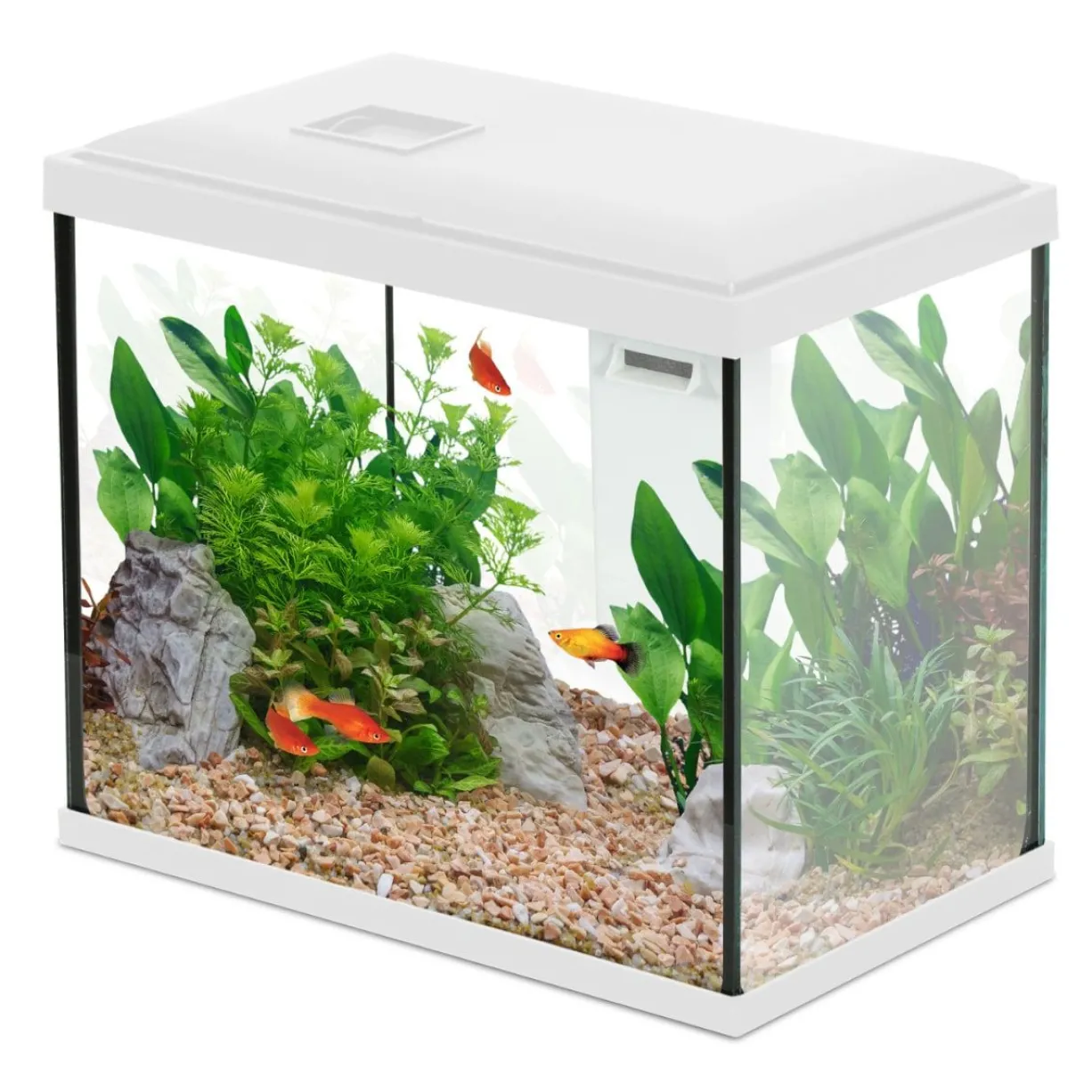 Aquarium poisson Initio 30cm blanc - Zolux