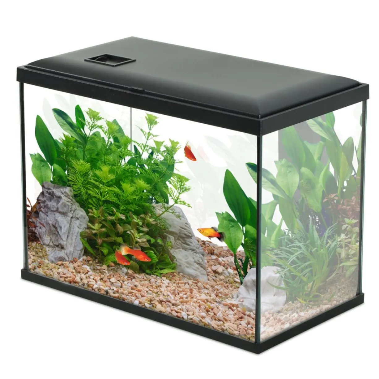 Aquarium poisson Initio 40cm noir - Zolux