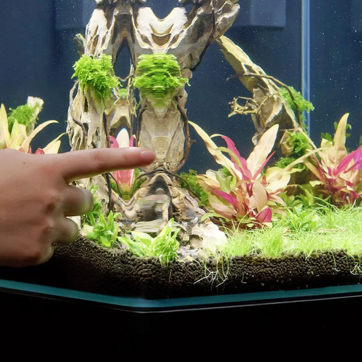 Aquarium poisson Kubus Curve 44L Basic - Aquatlantis