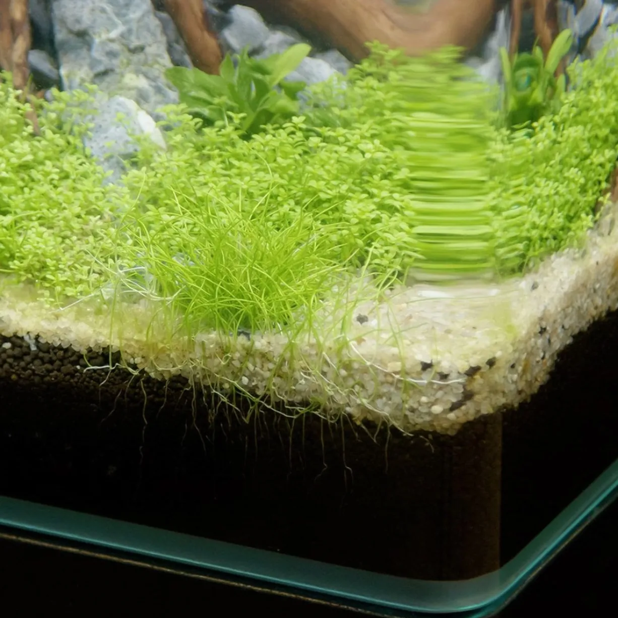 Aquarium poisson Kubus Curve 44L Basic - Aquatlantis