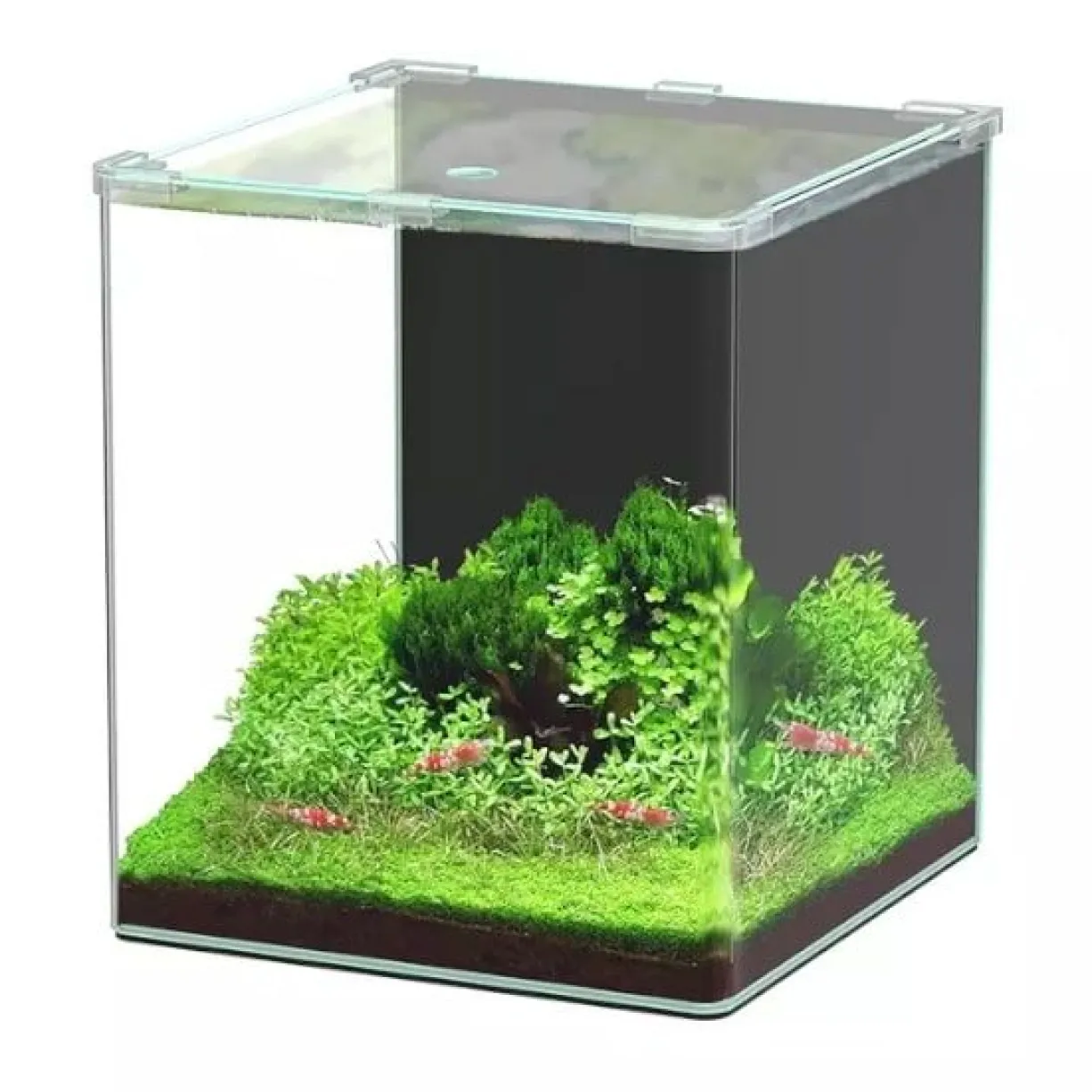 Aquarium poisson Kubus Curve 30L Basic - Aquatlantis