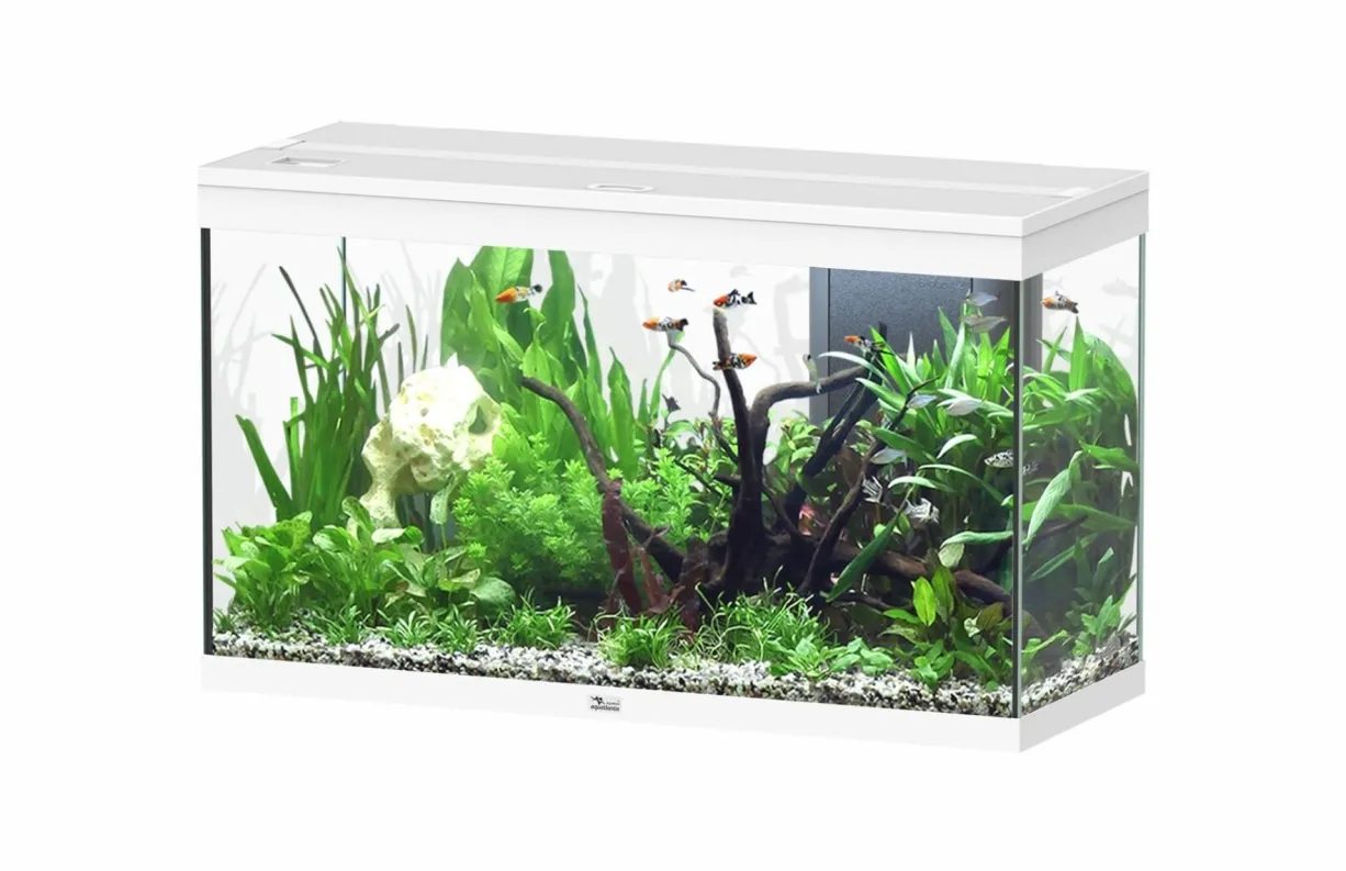 Aquarium poisson Splendid 100 LED 2.0 et Biobox - Aquatlantis
