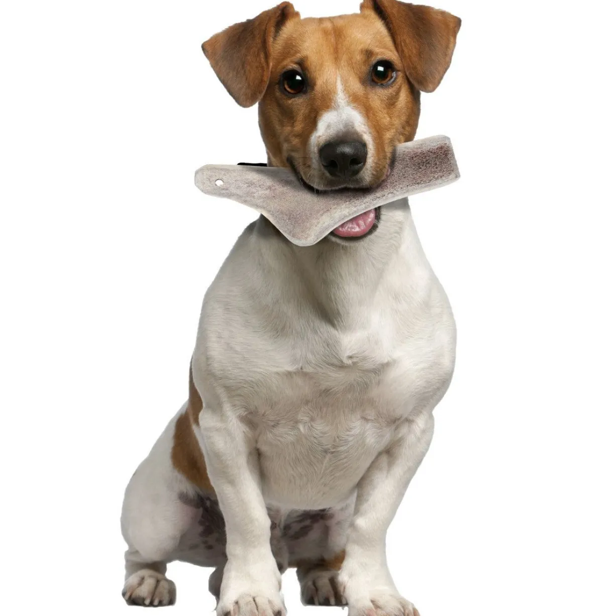 Bois de cerf naturel à mastiquer friandise chien moins de 10kg Easy - Zolux