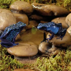 Bol à eau en forme de galets pour reptile et amphibien Frog Pond Large - Exo Terra