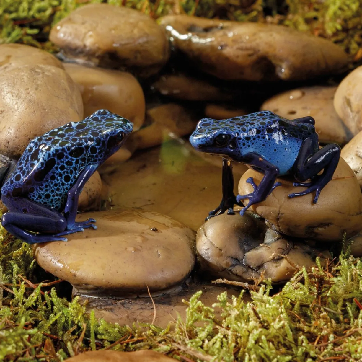 Bol à eau en forme de galets pour reptile et amphibien Frog Pond Large - Exo Terra