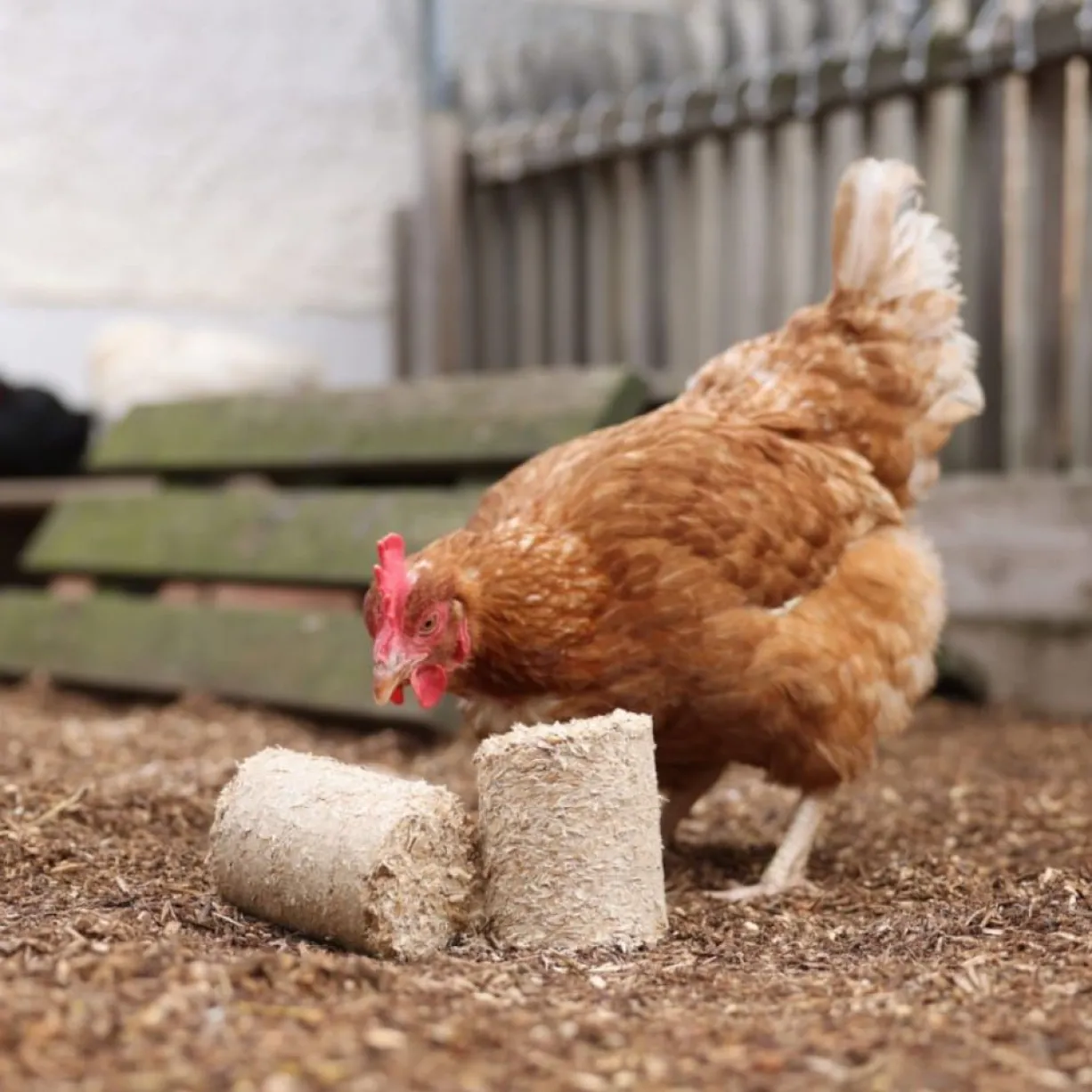 Briquettes de vannure d’épeautre poule x 24 - Kerbl