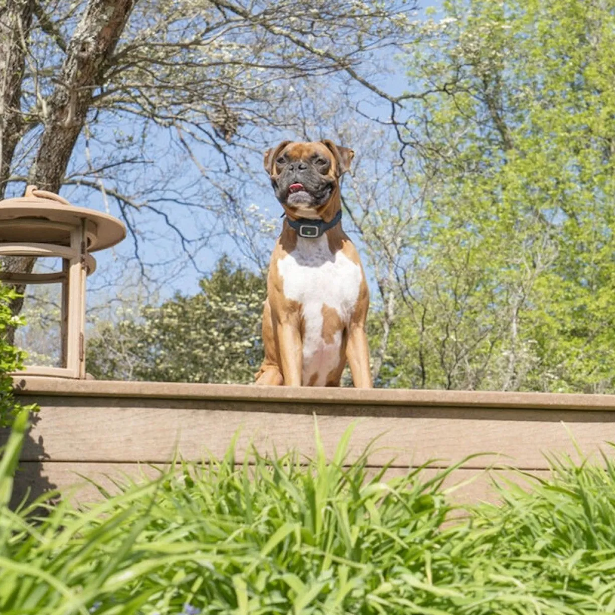 Collier anti-aboiement à Spray pour chien - PetSafe