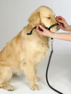 Collier d’éducation chien Maxi Coach 32cm noir - Kerbl