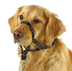 Collier d’éducation chien Maxi Coach 44cm noir - Kerbl
