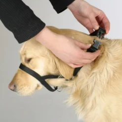 Collier d’éducation chien Maxi Coach 44cm noir - Kerbl