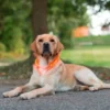 Collier à LED chien Maxi Safe 55cm jaune - Kerbl