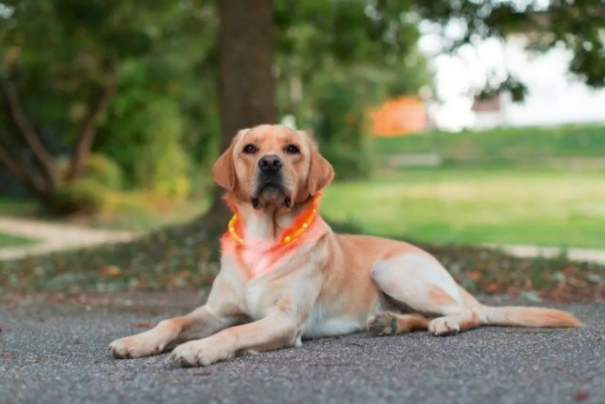 Collier à LED chien Maxi Safe 55cm rouge - Kerbl