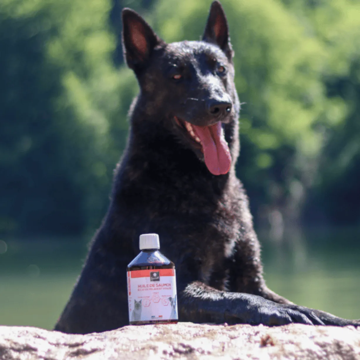 Complément alimentaire chien et chat Huile de saumon 500ML - Les recettes de Daniel