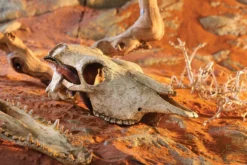 Décor Crane bison pour terrarium reptile PT2857 - Exo Terra