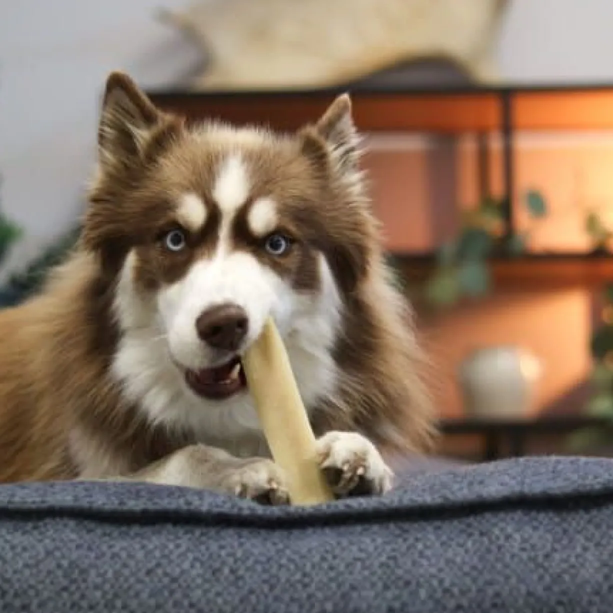 Friandise chien fromage séché nature taille M - Les recettes de Daniel