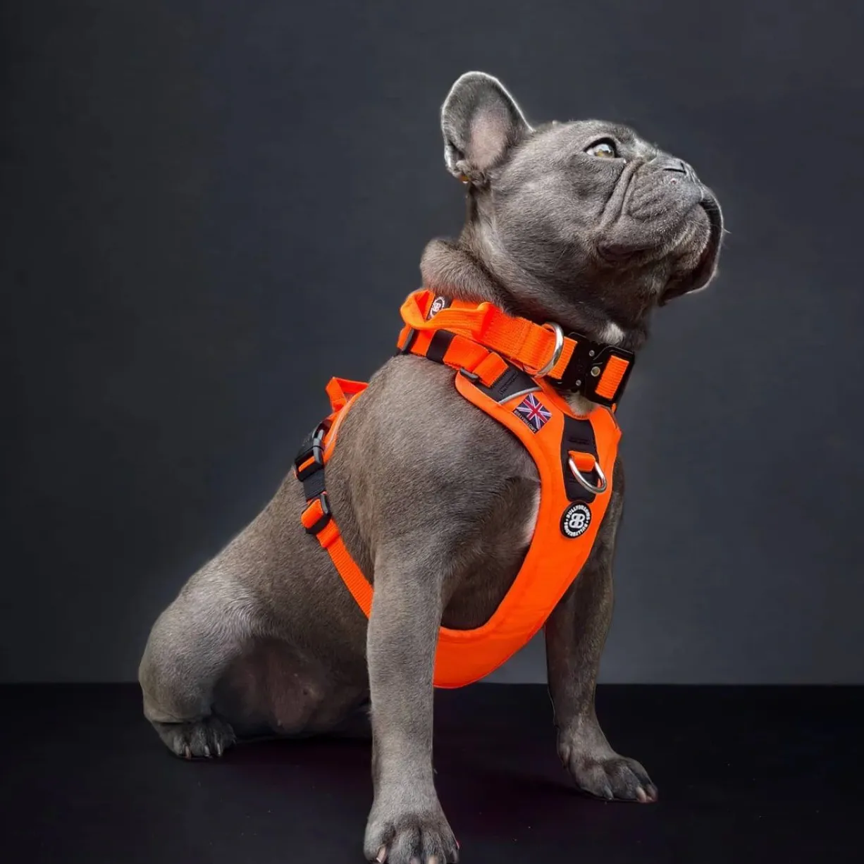 Harnais anti traction chien Hurricane vert olive taille M - BullyBillows