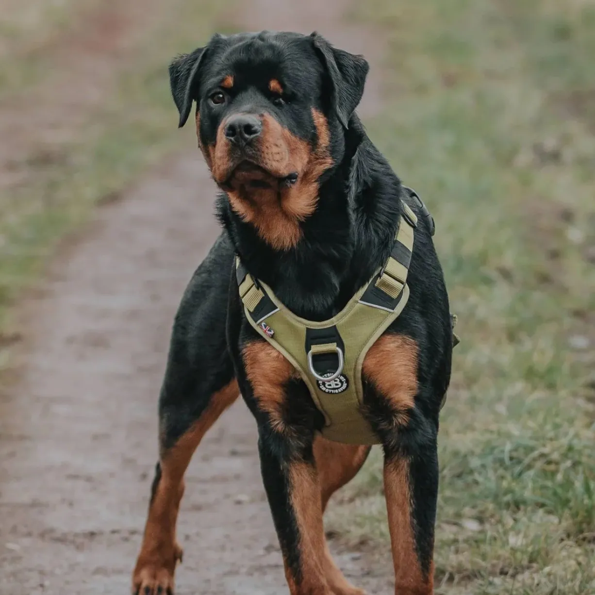 Harnais anti traction chien Hurricane vert olive taille M - BullyBillows