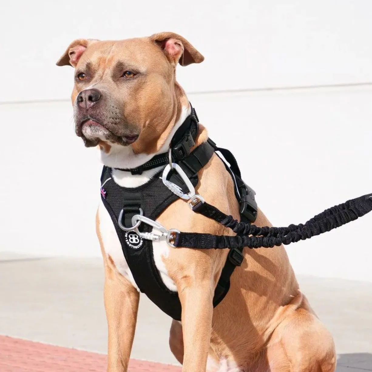 Harnais anti traction chien Hurricane noir taille S - BullyBillows