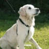Harnais dressage Maxi Leader Gentle Dog noir Taille 3