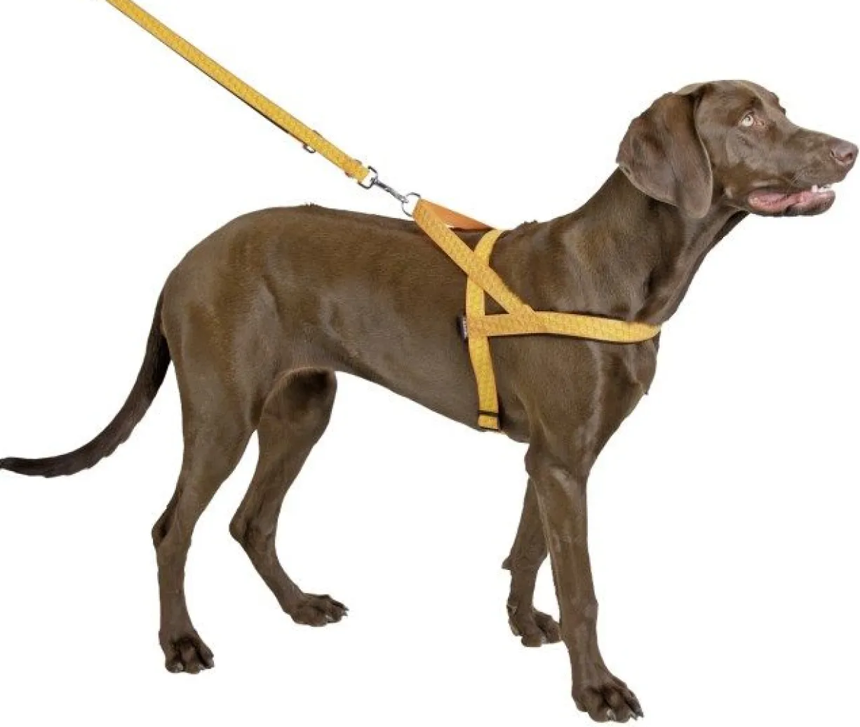 Harnais norvégien chien réfléchissant 70/90cm - Kerbl