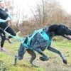 Harnais Pour chien Canicross Phoenix ALM Bleu Taille XL - IDog