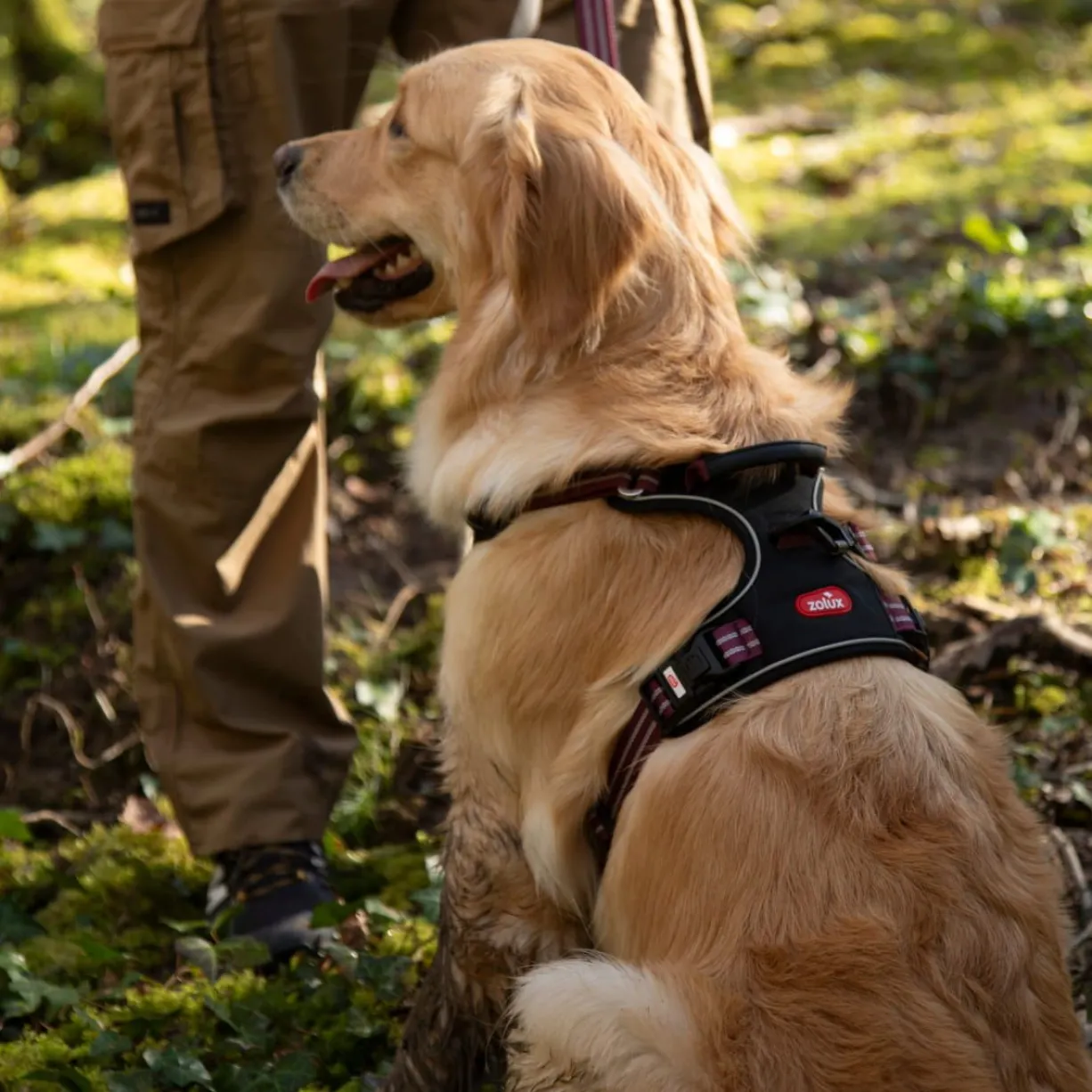 Harnais technique chien Bivouak taille XL rouge - Zolux