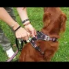 Harnais technique chien Bivouak taille S rouge - Zolux