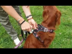 Harnais technique chien Bivouak taille S rouge - Zolux