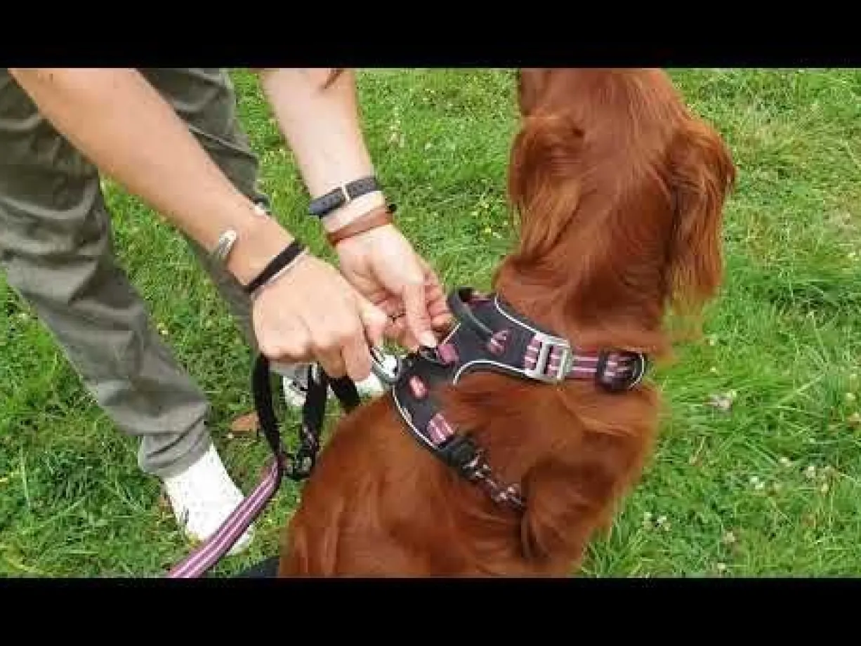 Harnais technique chien Bivouak taille XL bleu - Zolux