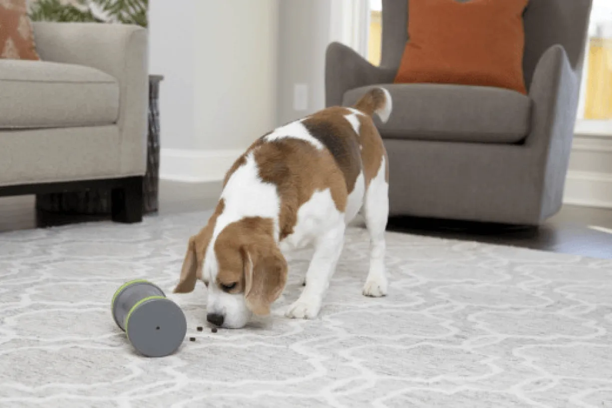 Jouet chien distributeur de friandise KIBBLE CHASE - PetSafe