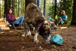 Jouet chien Gnawt-a-Rock™ en caoutchouc naturel Bleu – Ruffwear
