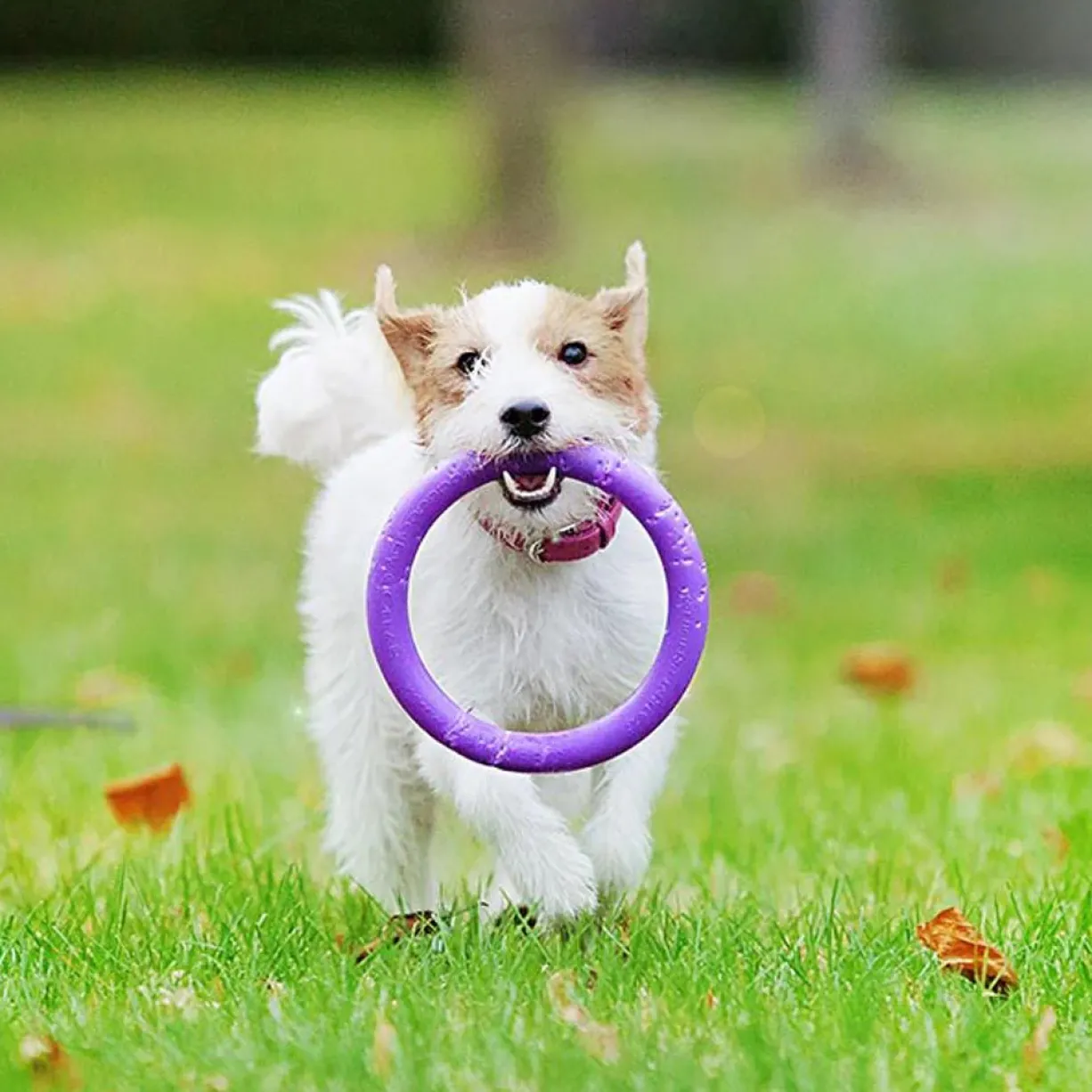 Jouet interactif pour chien Puller Mini x2 - Ferplast