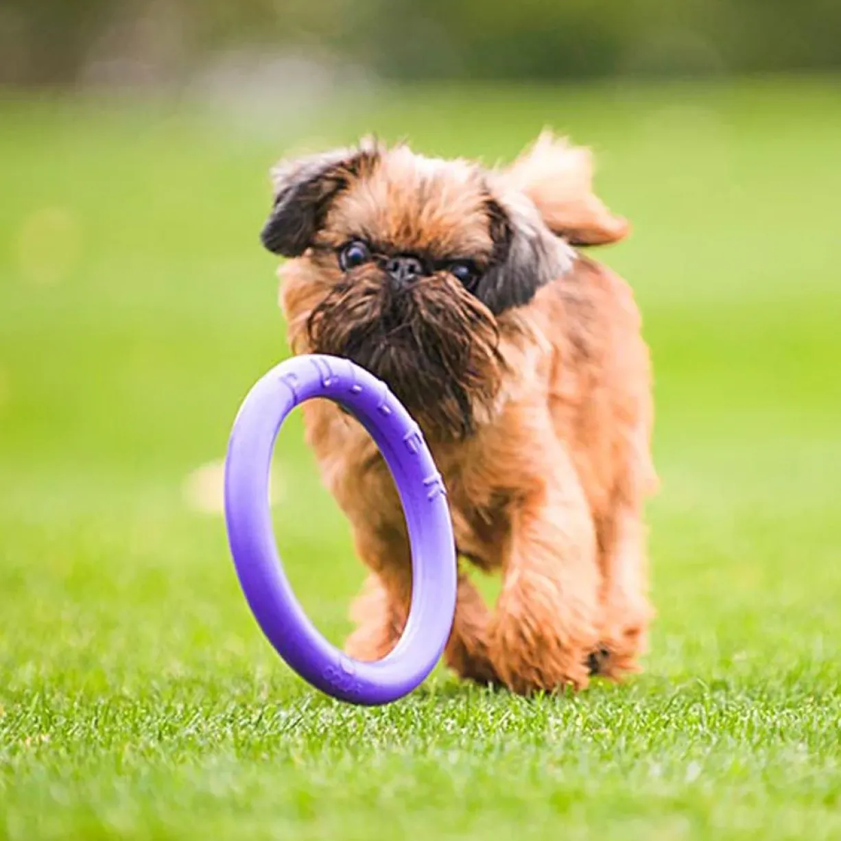 Jouet interactif pour chien Puller Mini x2 - Ferplast
