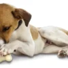 Jouet à macher chien Busy Buddy Bristle Bone M - PetSafe