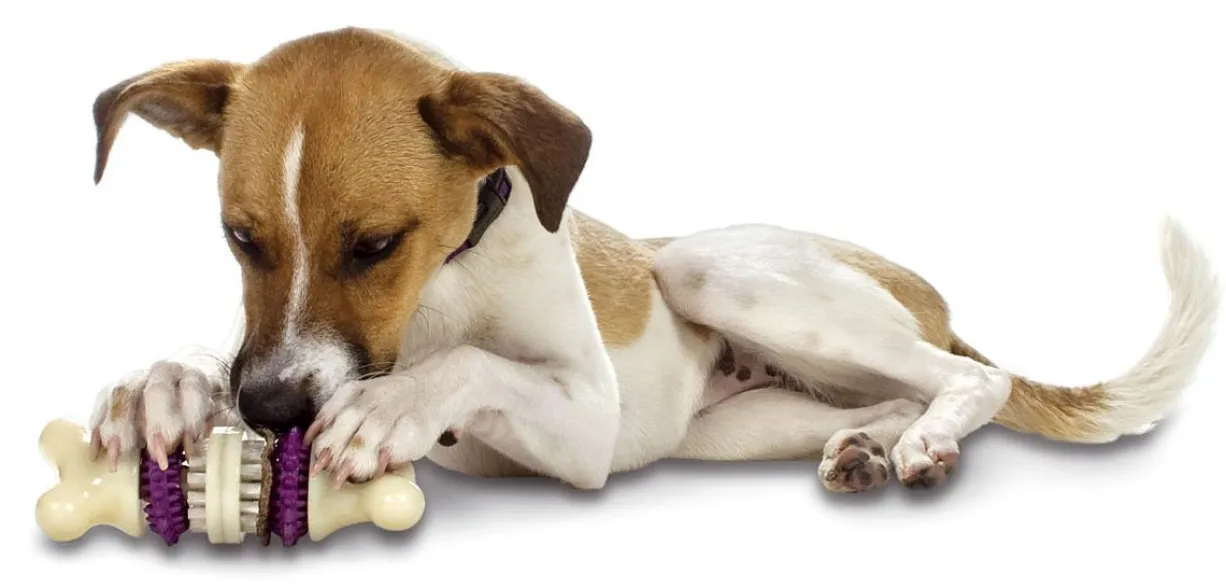 Jouet à macher chien Busy Buddy Bristle Bone M - PetSafe