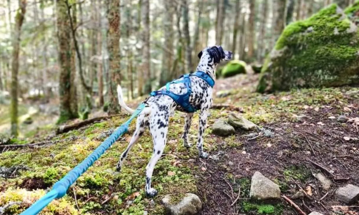 Laisse de traction Opale 1,9m Strong Bleu - I-Dog