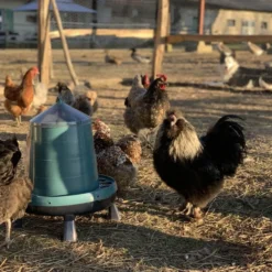 Mangeoire poule en plastique recyclé Eco 8Kg avec pieds