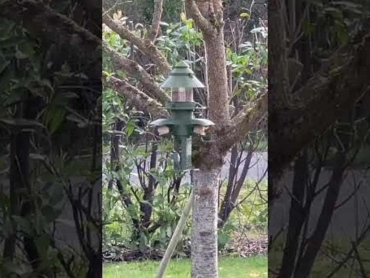 Mangeoire pour oiseaux sauvages modulable Céleste vert de gris - Evena