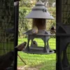 Mangeoire pour oiseaux sauvages modulable Céleste avec module abreuvoir vert de gris - Evena