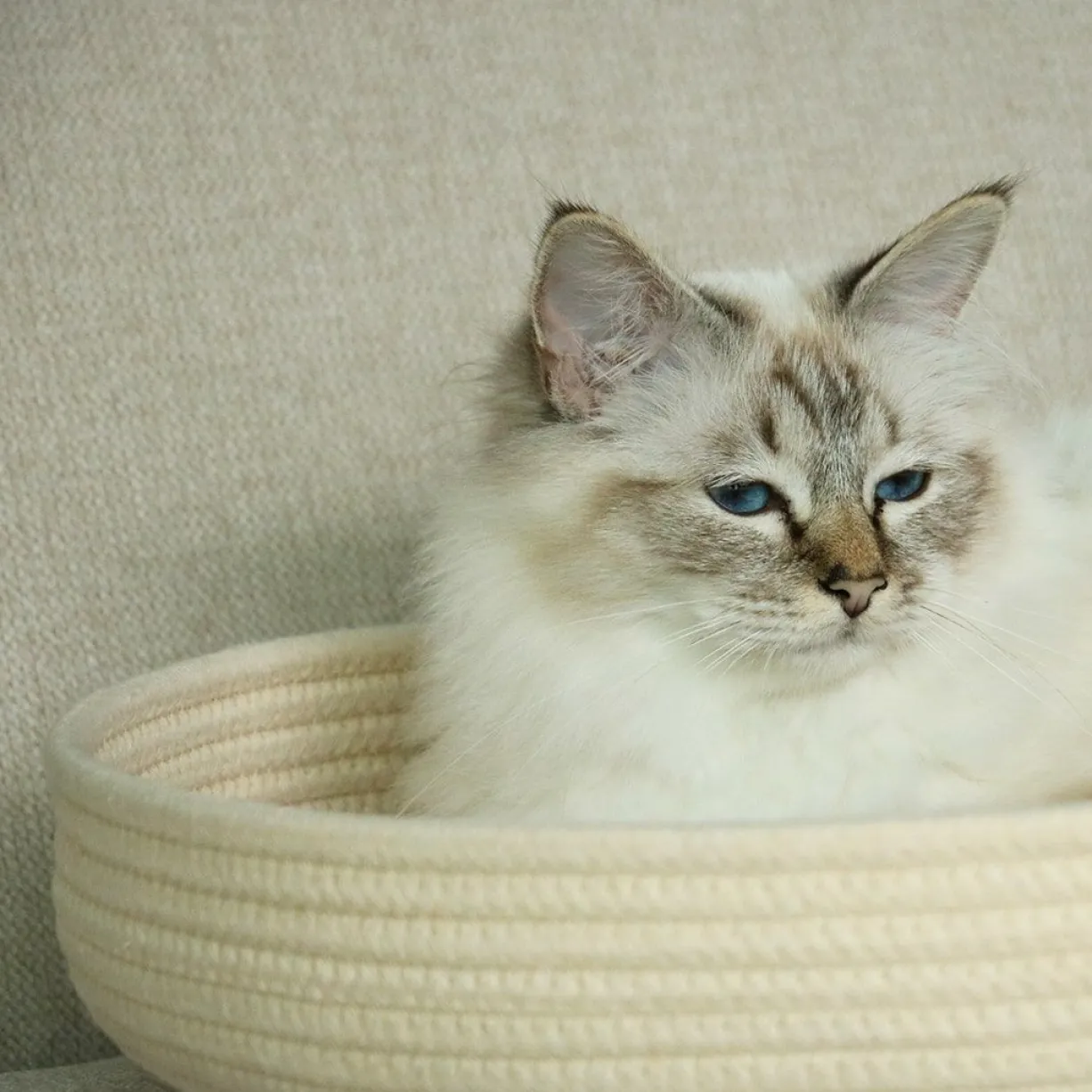Panier pour chat en corde de coton doux Jess beige - D&D Home