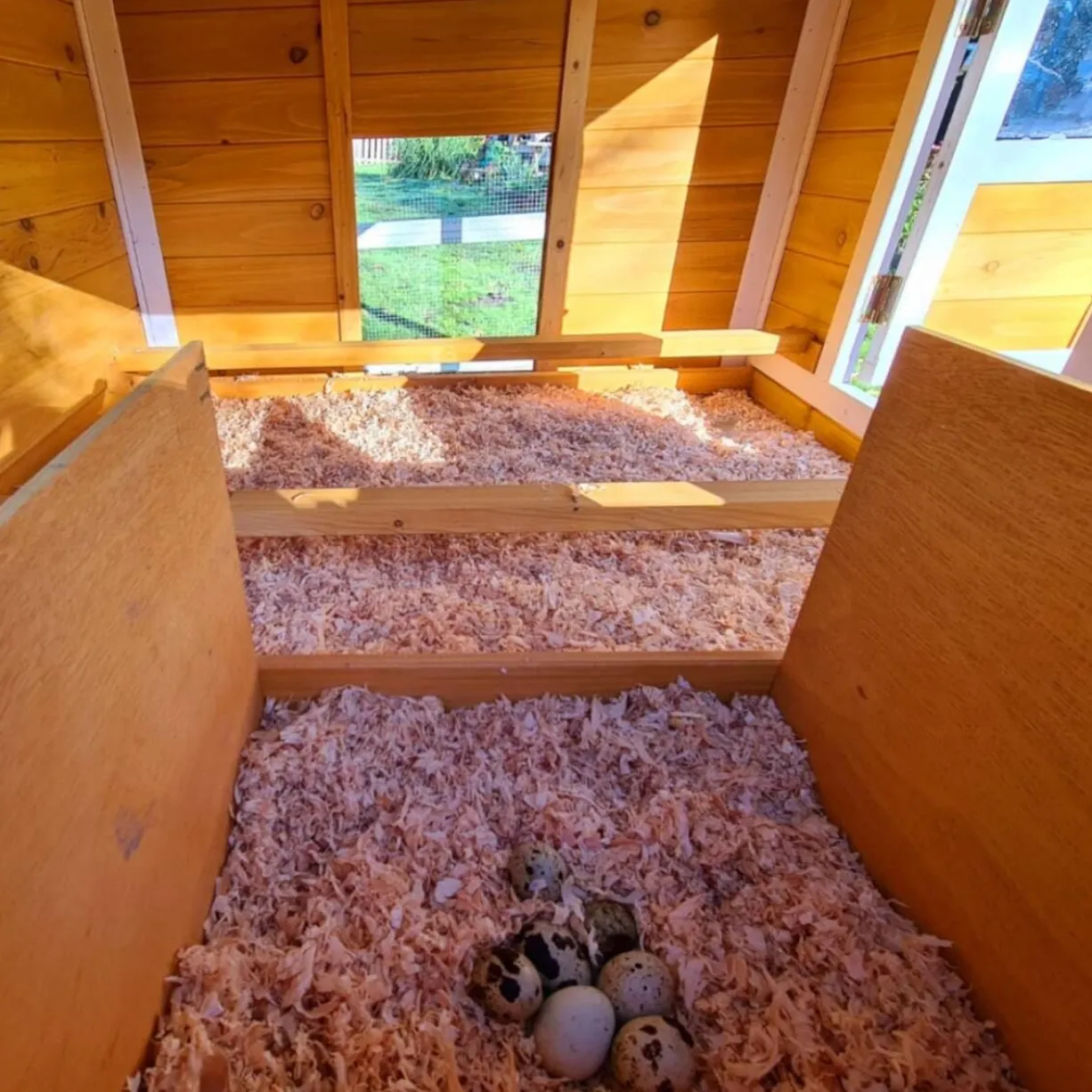 Poulailler Toit Renforcé M toit plastique jusqu’à 8 poules