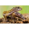 Terrarium équipé 51x30x25cm Reptihabitat Gecko Léopard NT-L10E - Zoo Med