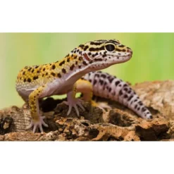 Terrarium équipé 51x30x25cm Reptihabitat Gecko Léopard NT-L10E - Zoo Med