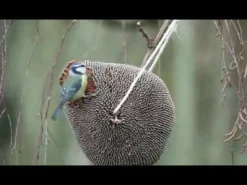 Tête de tournesol à picorer oiseaux du jardin 30g - Octave Bauchant