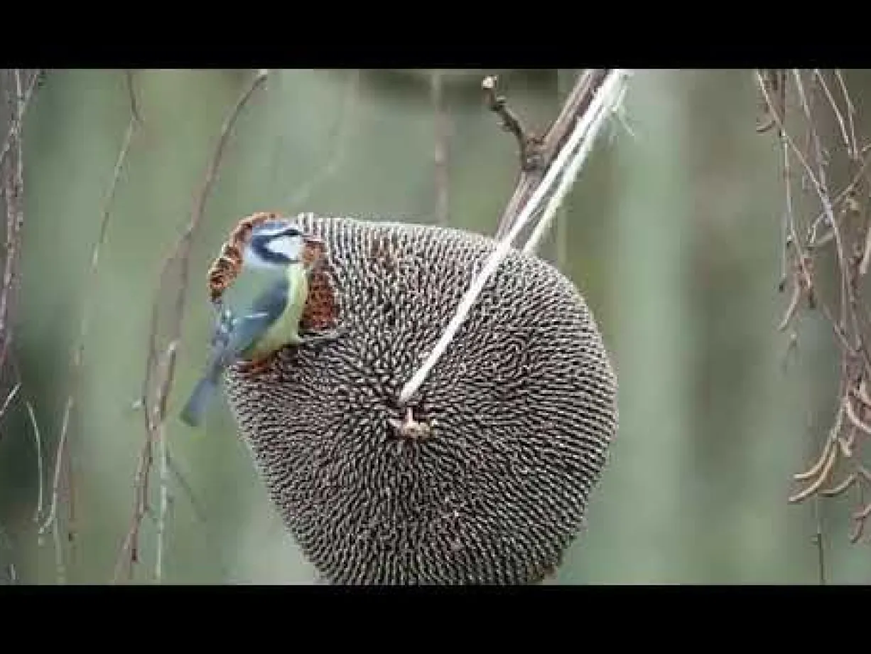 Tête de tournesol à picorer oiseaux du jardin 30g - Octave Bauchant