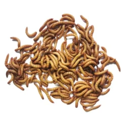 Vers de farine déshydratés 1kg - Invers