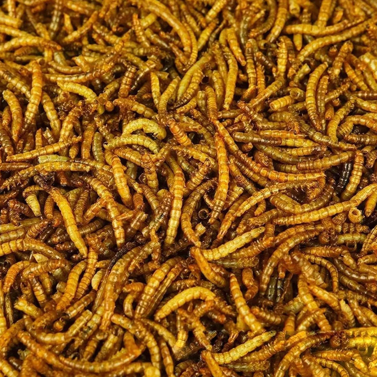 Vers de farine séchés poule et oiseaux Menu Nature 700g - Versele Laga